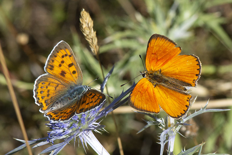 Lycaena virgaureae m e f